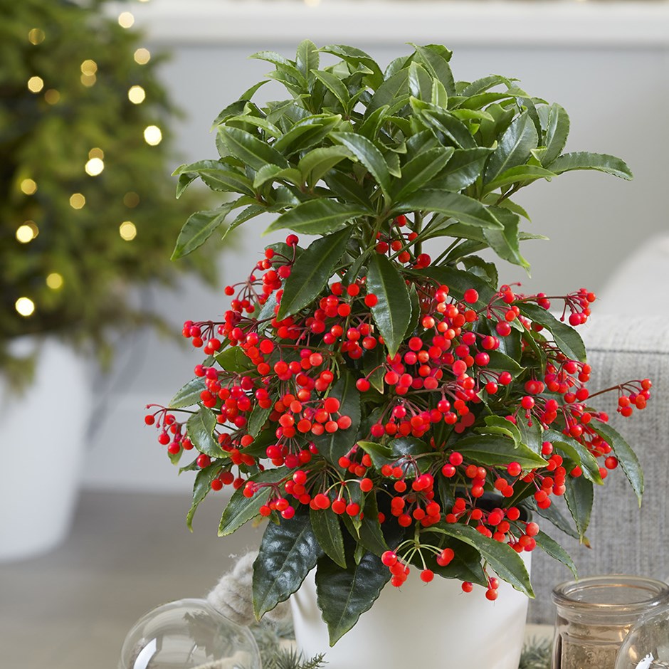 ARDISIA CRENATA VASO 14CM