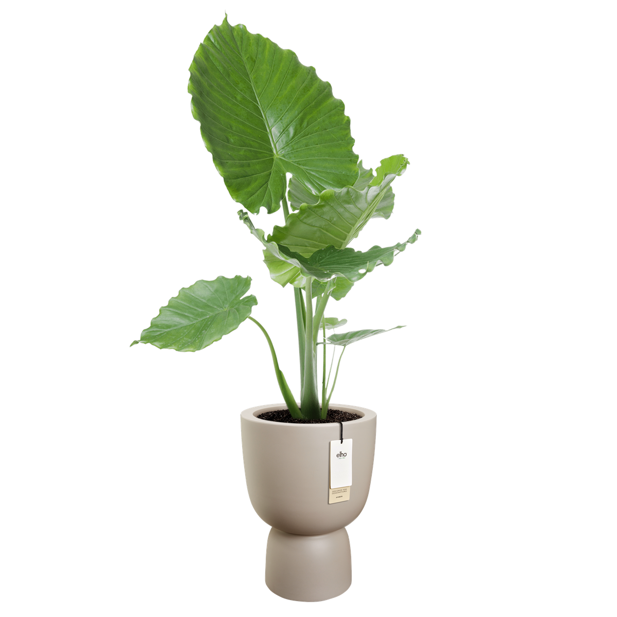 Vaso Amber Coupe Round D 41 x h 58 cm beige ELHO