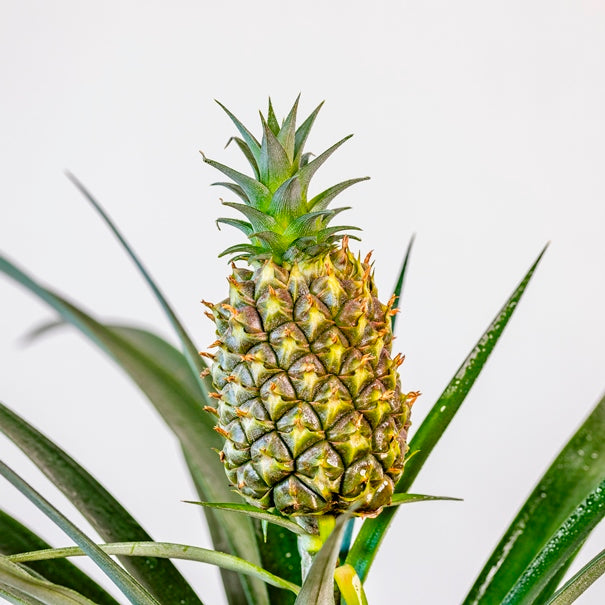 ANANAS CORONA VERDE ORNAMENTALE VASO 12CM