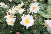 ANEMONE FANTASY JASMINE BIANCA VASO DA 19CM