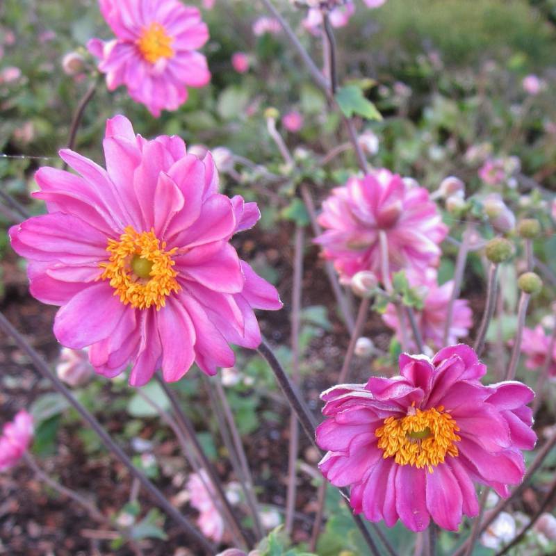 ANEMONE HYBRIDA PAMINA VASO DA 18CM