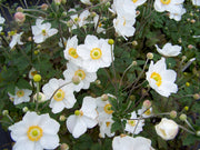 ANEMONE HYBRIDA HONORINE JOBERT VASO DA 18CM