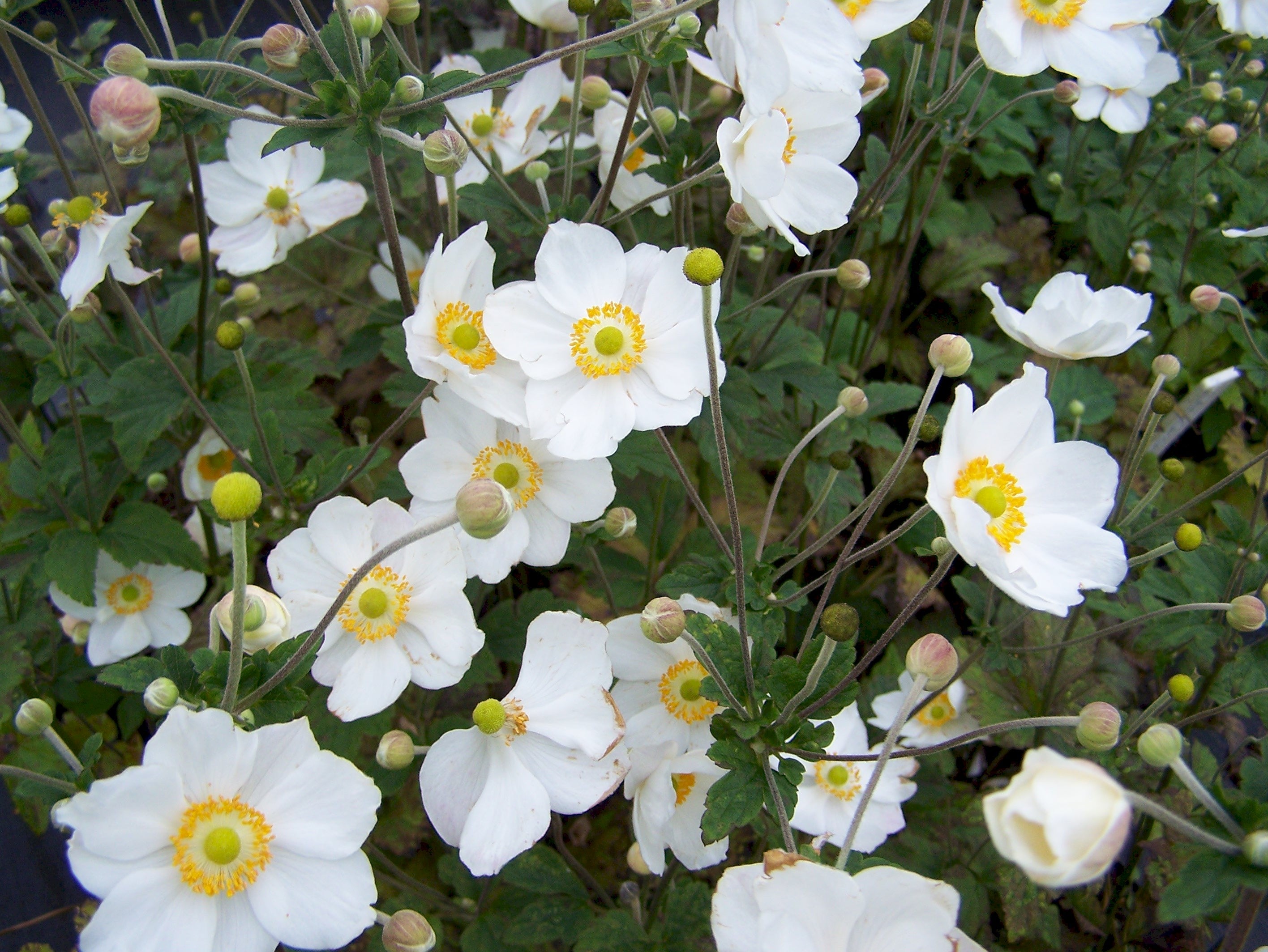 ANEMONE HYBRIDA HONORINE JOBERT VASO DA 18CM
