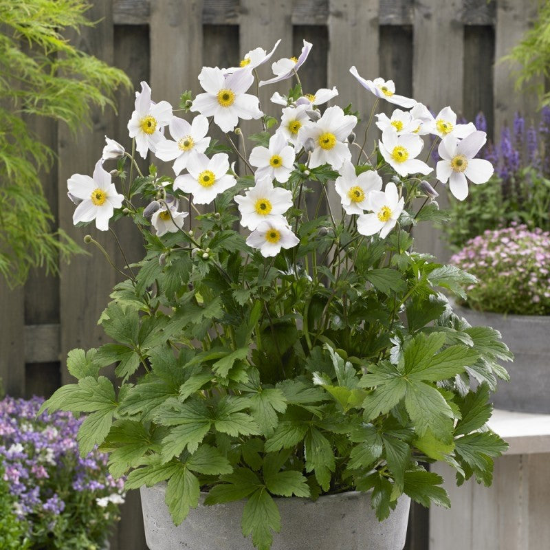 ANEMONE HYBRIDA ELFIN SWAN VASO DA 19CM