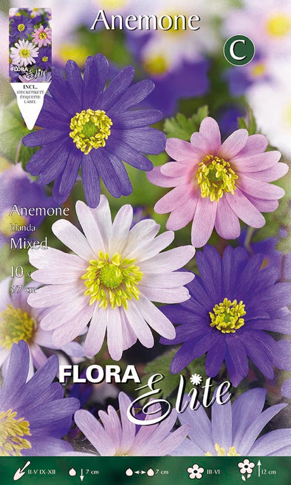 BULBI ANEMONE BLANDA MIXED  (CONFEZIONE 10 BULBI)