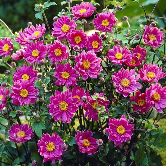 ANEMONE HYBRIDA PAMINA VASO DA 18CM