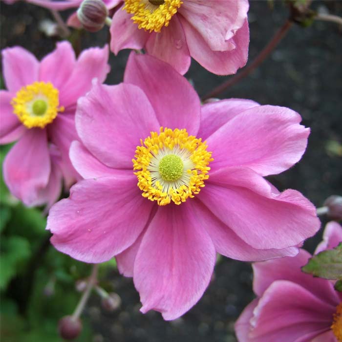 ANEMONE HYBRIDA SERENADE IN VASO DA 18