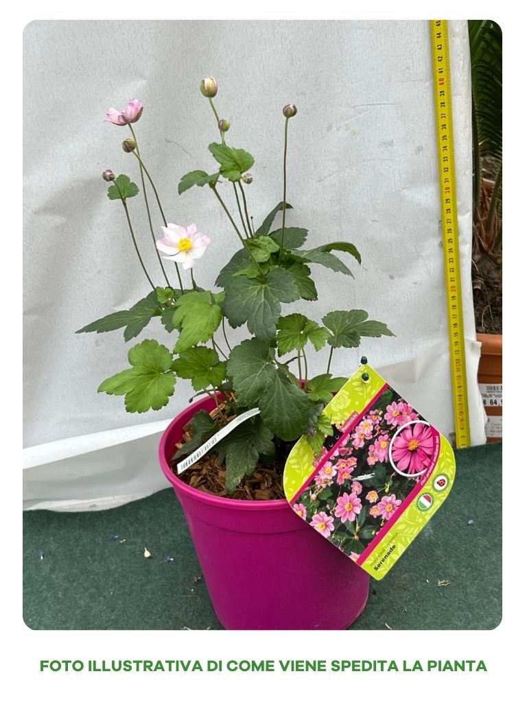 ANEMONE HYBRIDA SERENADE IN VASO DA 18
