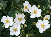 ANEMONE HYBRIDA HONORINE JOBERT IN VASO DA 18