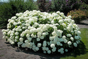 ORTENSIA HYDRANGEA ARBORESCENS ANNABELLE VASO 17CM