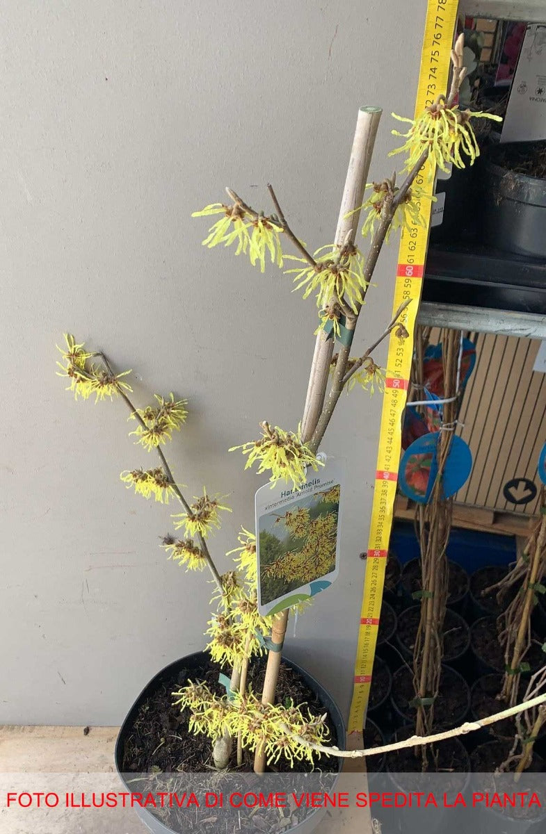 HAMAMELIS INTERMEDIA ARNOLD PROMISE GIALLA VASO 23CM