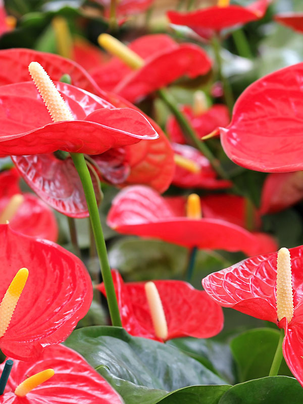 ANTHURIUM IDAHO ROSSO IN VASO 17CM