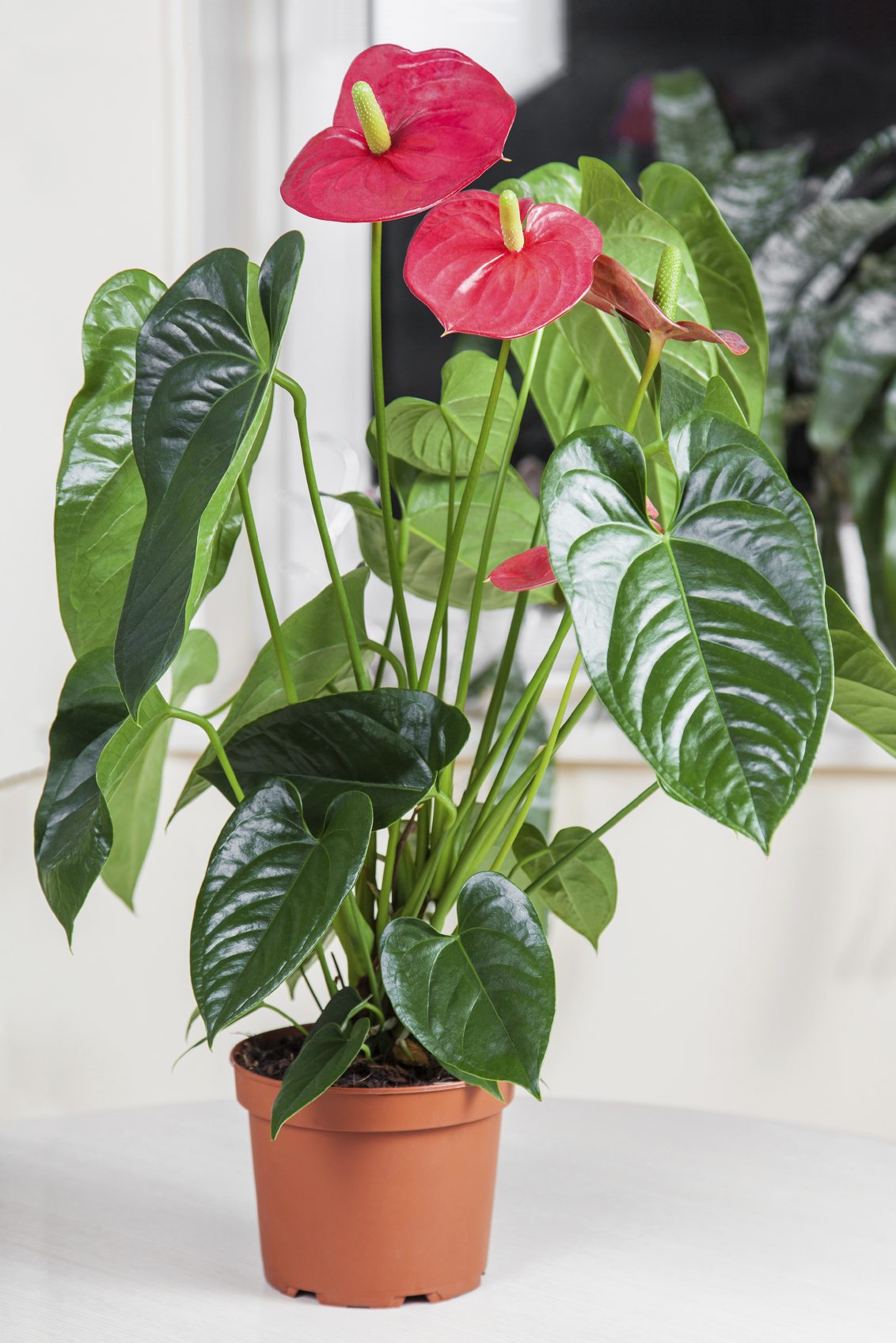 ANTHURIUM DAKOTA ROSSO IN VASO 17CM