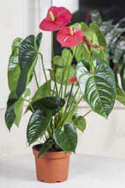 ANTHURIUM DAKOTA ROSSO IN VASO 17CM