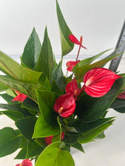 ANTHURIUM MILLION FLOWERS RED IN VASO 13CM