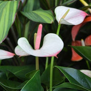 ANTHURIUM ANDR. PRINCESS AMALIA VASO 17CM ALTEZZA 55CM