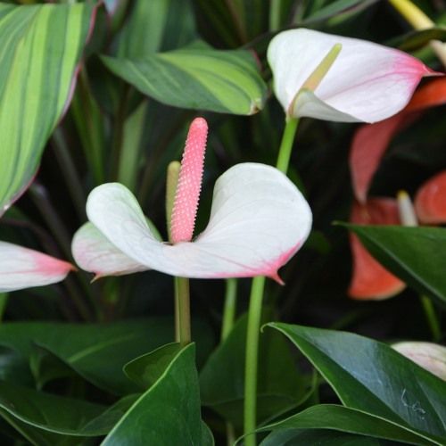 ANTHURIUM ANDR. PRINCESS AMALIA VASO 17CM ALTEZZA 55CM