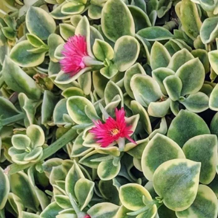 APTENIA CORDIFOLIA VARIEGATA VASO 14CM