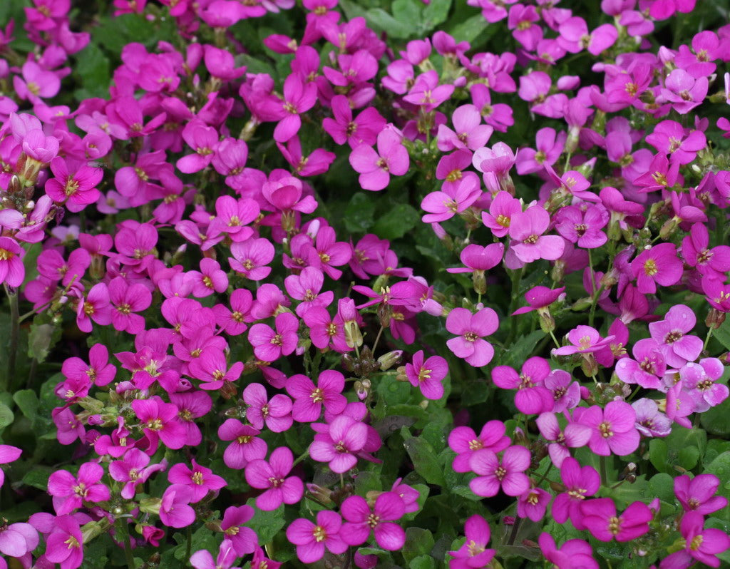 ARABIS FUCSIA IN VASO 13CM
