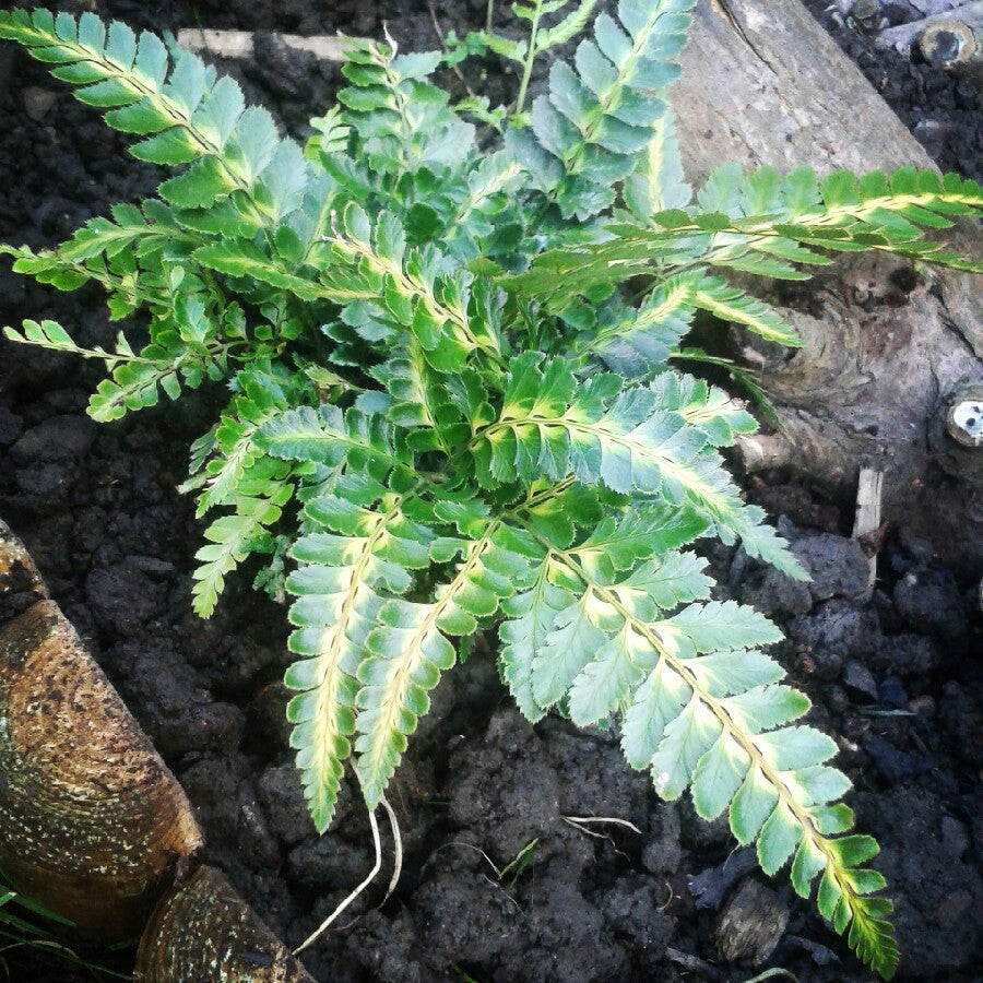 FELCE ARACHNOIDES ARISTATA VARIEGATA VASO 19CM