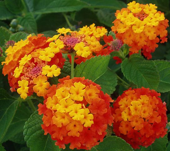 LANTANA ARANCIONE VASO 15CM