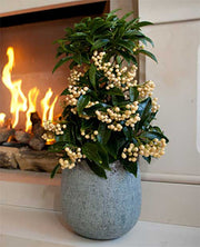 ARDISIA CRENATA BIANCA VASO 14CM
