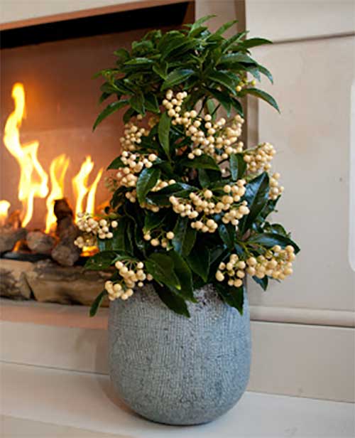 ARDISIA CRENATA BIANCA VASO 14CM