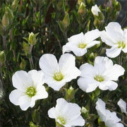 ARENARIA MONTANA VASO 14CM