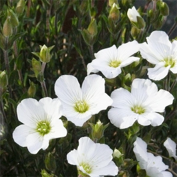 ARENARIA MONTANA VASO 14CM
