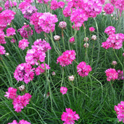 ARMERIA MARITIMA VASO 14CM