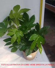 FATSIA JAPONICA ARALIA VASO 15CM