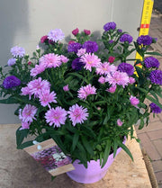 ASTER SETTEMBRINO SHOWMAKER QUATTRO COLORI VASO 17CM