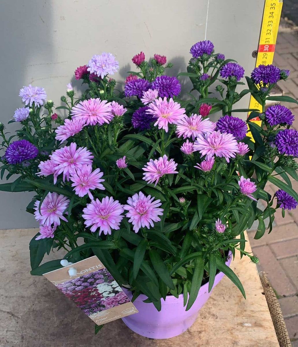 ASTER SETTEMBRINO SHOWMAKER QUATTRO COLORI VASO 17CM