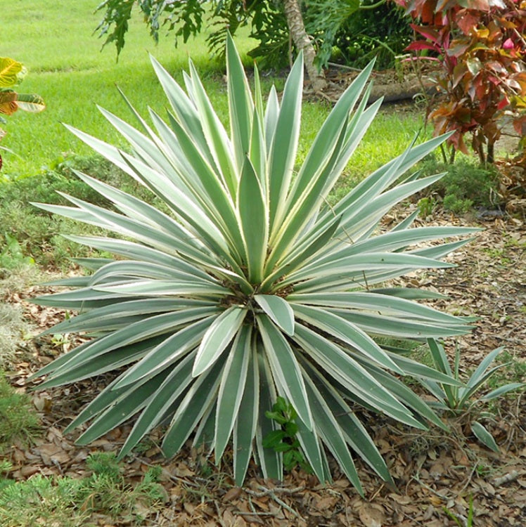 YUCCA GLORIOSA VARIEGATA VASO 18CM