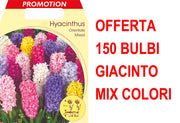 OFFERTA 150 BULBI GIACINTO GARDEN MIX DI COLORI