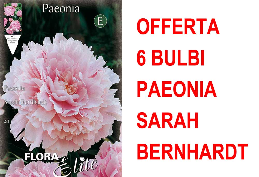 OFFERTA 6 BULBI PAEONIA SARAH BERNHARDT