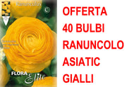 OFFERTA 40 BULBI RANUNCOLO ASIATIC YELLOW