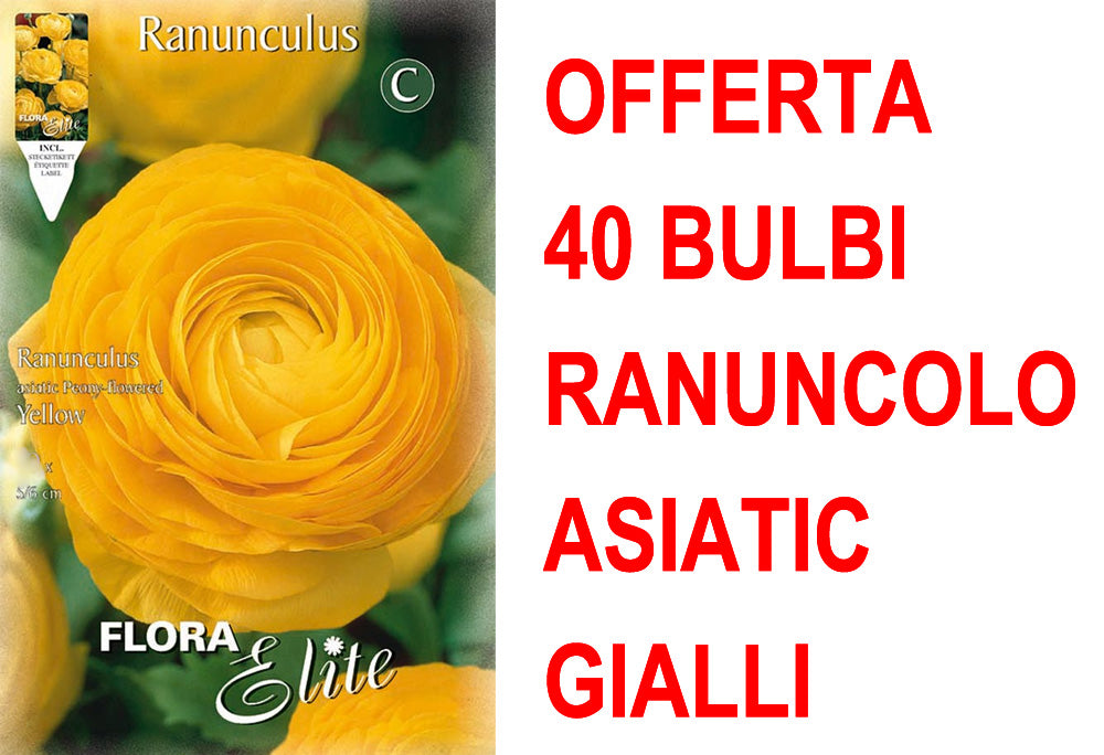 OFFERTA 40 BULBI RANUNCOLO ASIATIC YELLOW