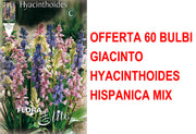 OFFERTA 60 BULBI GIACINTO HYACINTHOIDES HISPANICA MIX