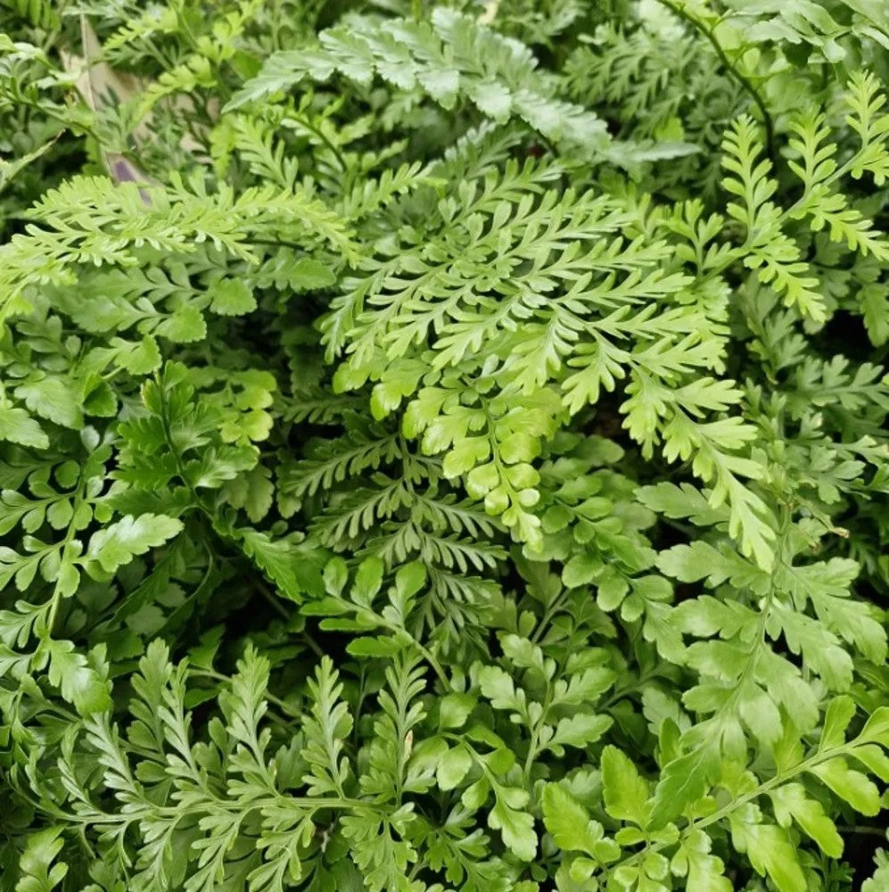 ASPLENIUM PARVATI IN VASO DA 14CM