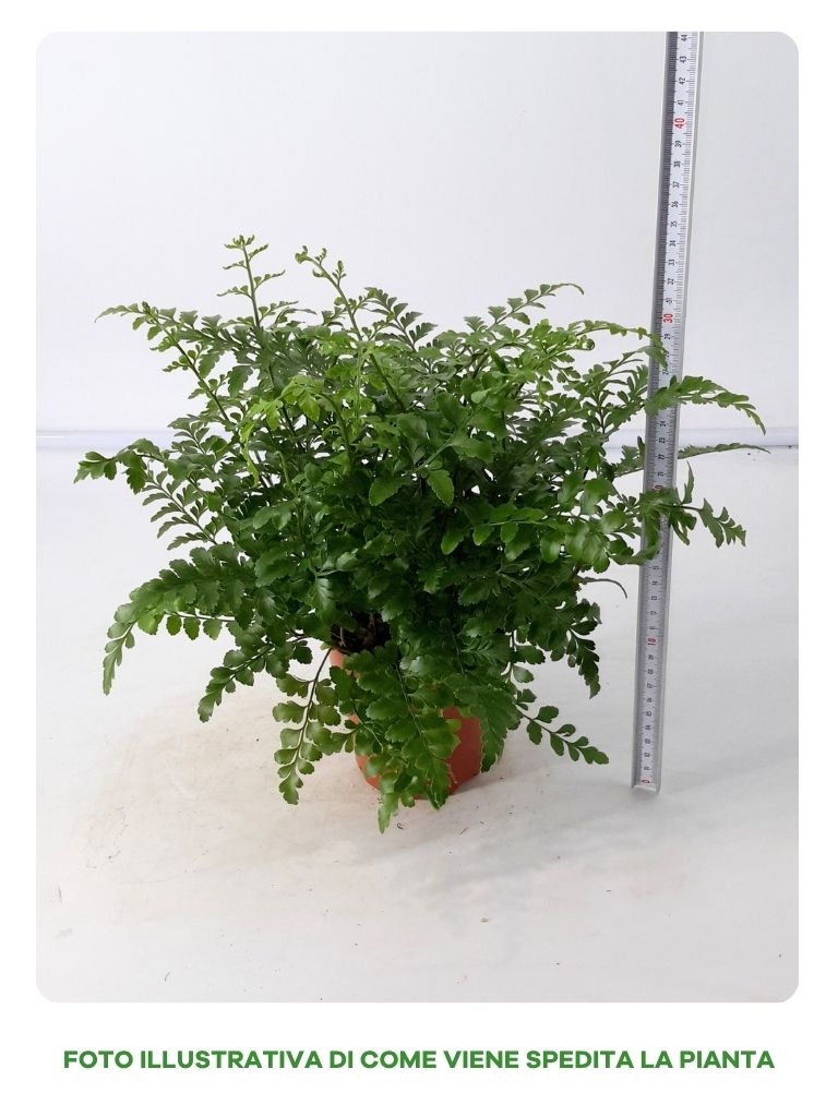 ASPLENIUM PARVATI IN VASO DA 14CM