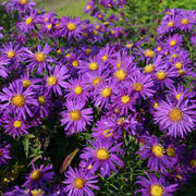 ASTER SETTEMBRINO NOVI BELGII VIOLA VASO 14CM