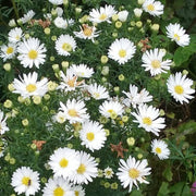 ASTER SETTEMBRINO STARLETTA BIANCO VASO 12CM