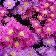 ASTER STARLETTA IN VASO DA 10,5CM BLU O ROSA