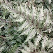 FELCE ATHYRIUM NIPONICUM METALLICUM VASO 18CM