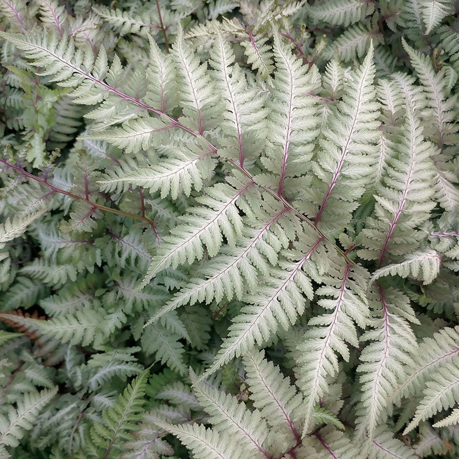 FELCE ATHYRIUM NIPONICUM METALLICUM VASO 18CM