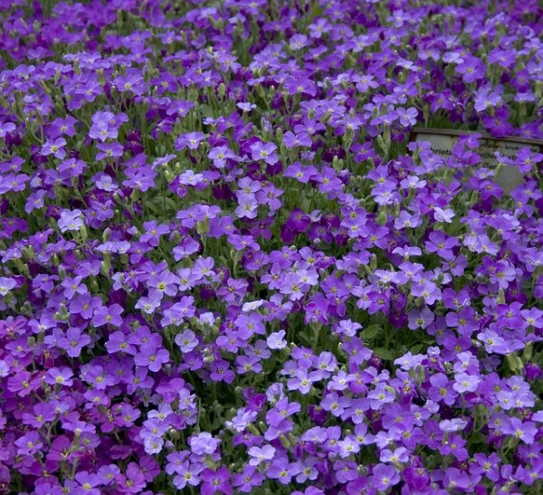 AUBRETIA IN VASO 14CM