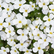 AUBRETIA GRACILIS KITTE BIANCA IN VASO 12CM