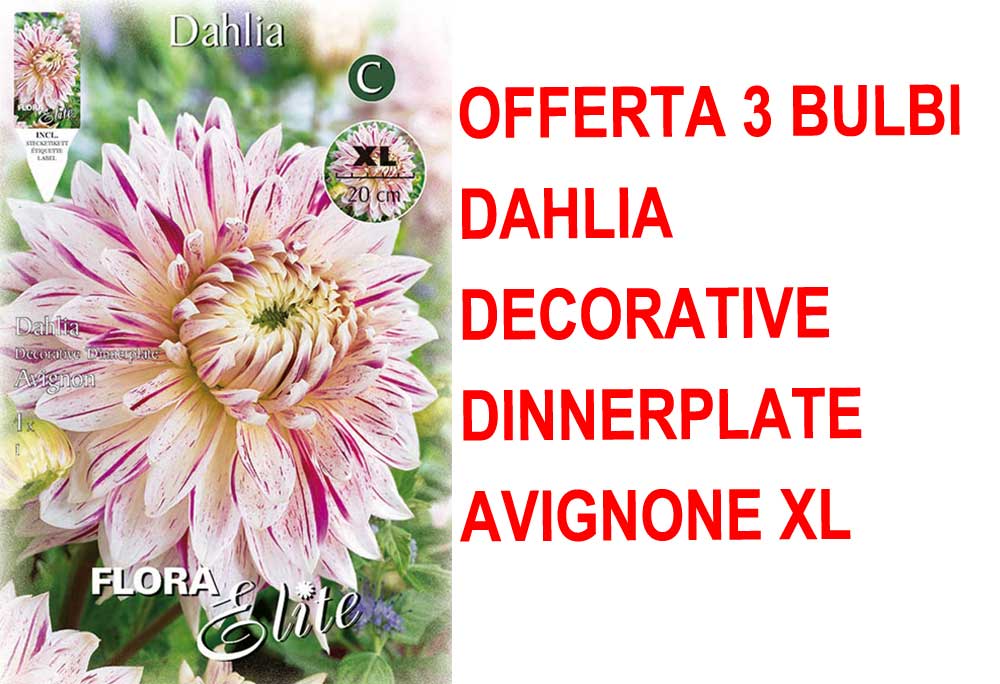 OFFERTA 3 BULBI DAHLIA DINNERPLATE AVIGNON XL