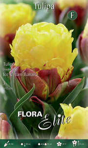 TULIPANO A FIORE DOPPIO ICE CREAM BANANA (CONFEZIONE DA 3 BULBI)